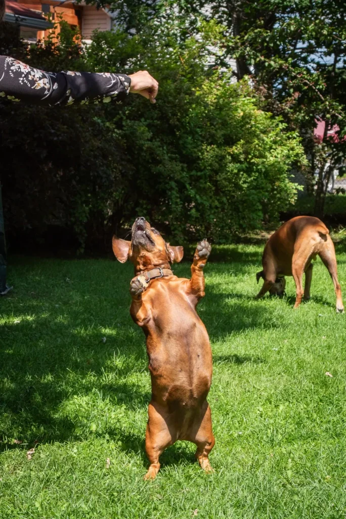 Katy et ses chiens Melvin et Sharlee