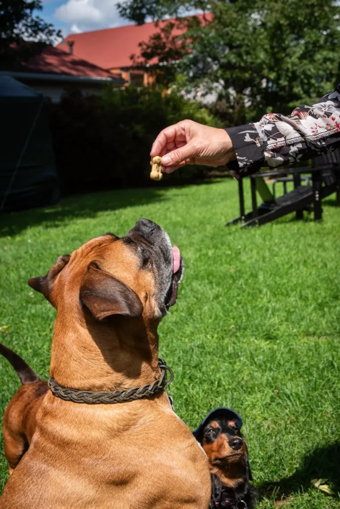 Un chien savoure une gâterie des Gâteries de Katy