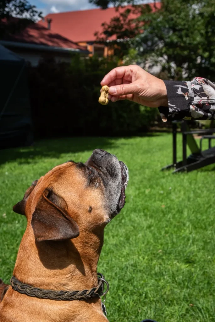 Un chien savoure une gâterie des Gâteries de Katy