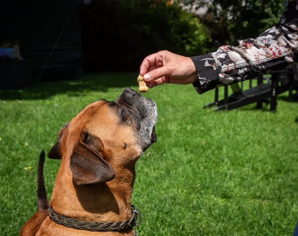 Un chien savoure une gâterie des Gâteries de Katy