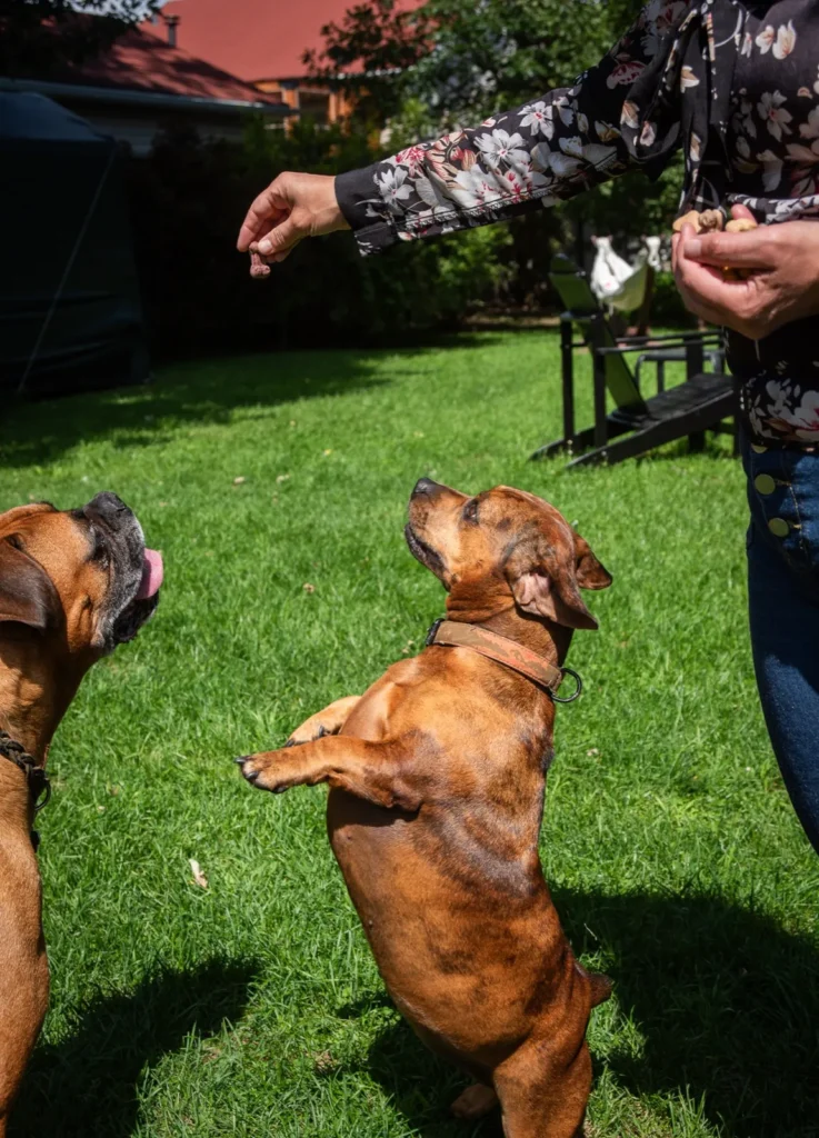 Un chien savoure une gâterie des Gâteries de Katy