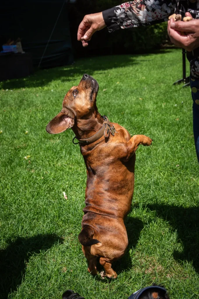 Un chien savoure une gâterie des Gâteries de Katy