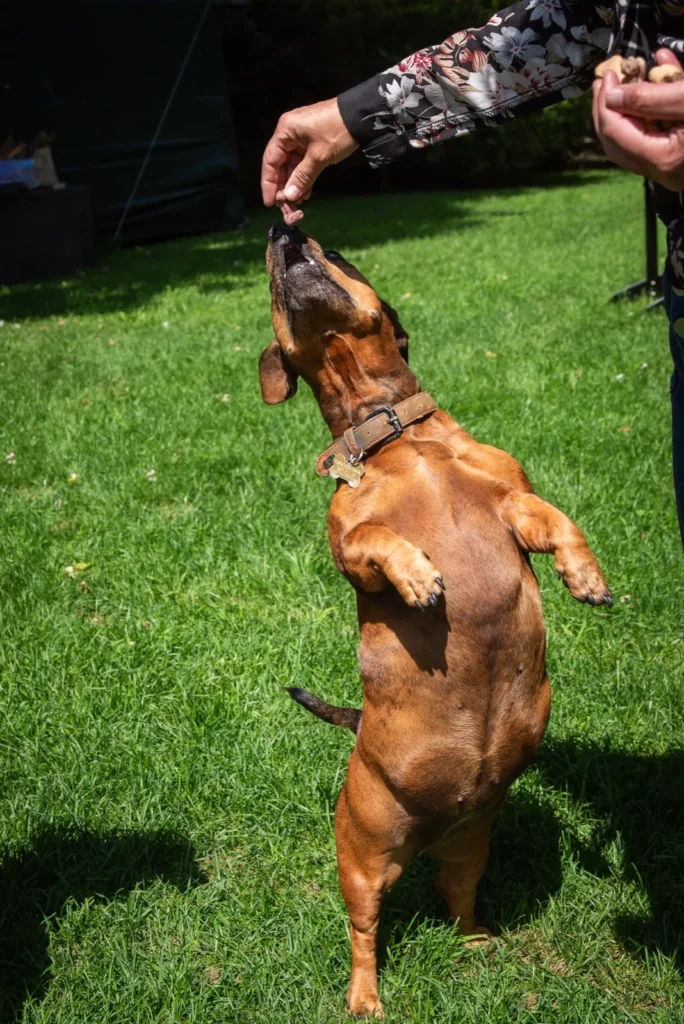 Un chien savoure une gâterie des Gâteries de Katy