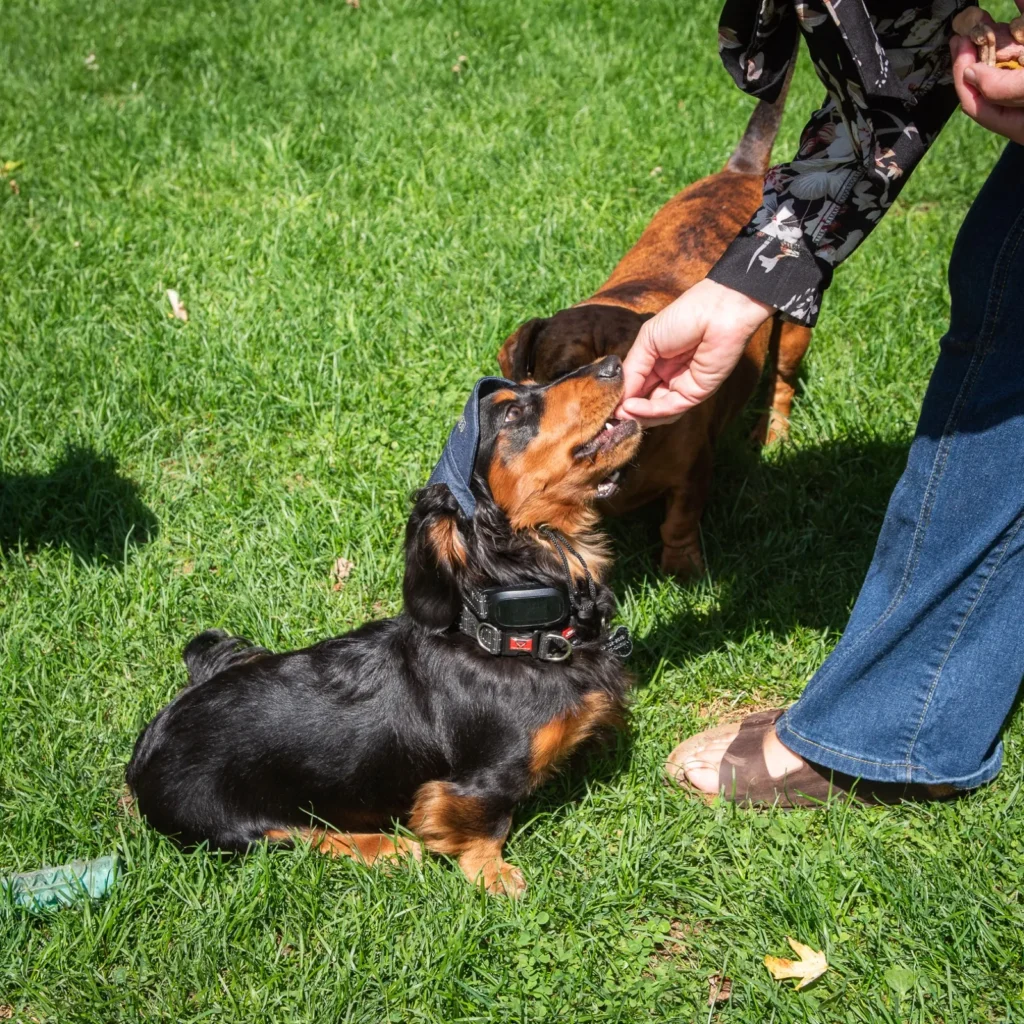 Un chien savoure une gâterie des Gâteries de Katy