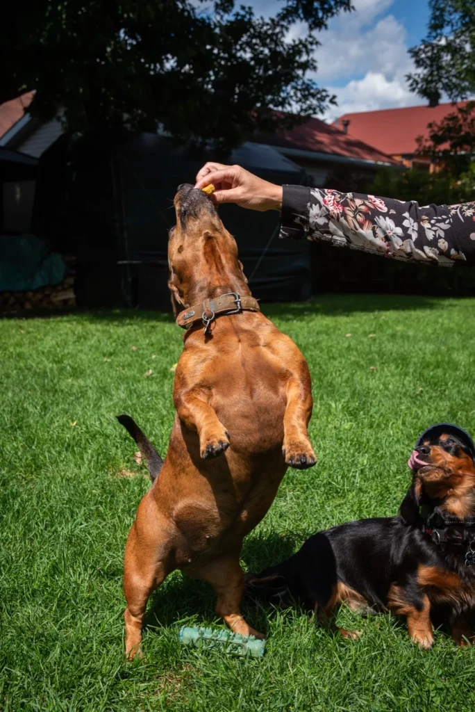 Un chien savoure une gâterie des Gâteries de Katy